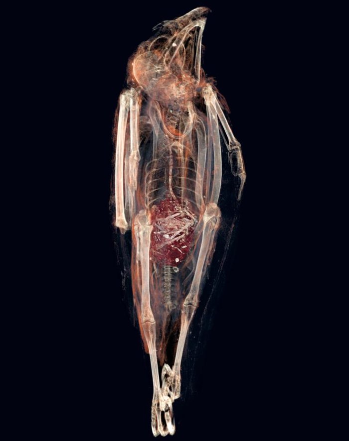 Picture 1 of The secret inside the ancient cut bird mummy died choking from eating