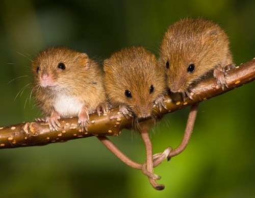 Picture 10 of The secret life of the hamsters