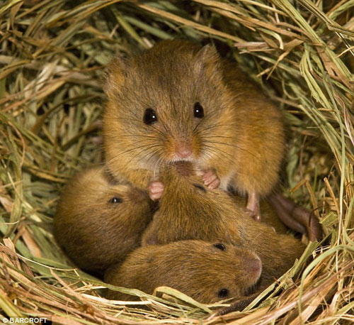 Picture 11 of The secret life of the hamsters