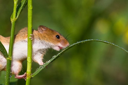 Picture 12 of The secret life of the hamsters