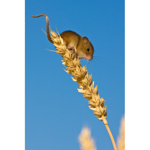 Picture 14 of The secret life of the hamsters