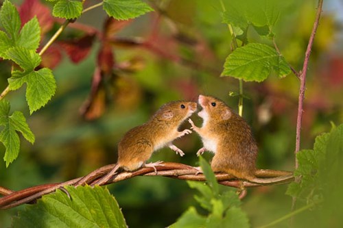 Picture 15 of The secret life of the hamsters