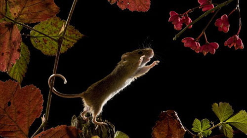 Picture 4 of The secret life of the hamsters