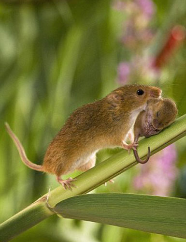 Picture 5 of The secret life of the hamsters