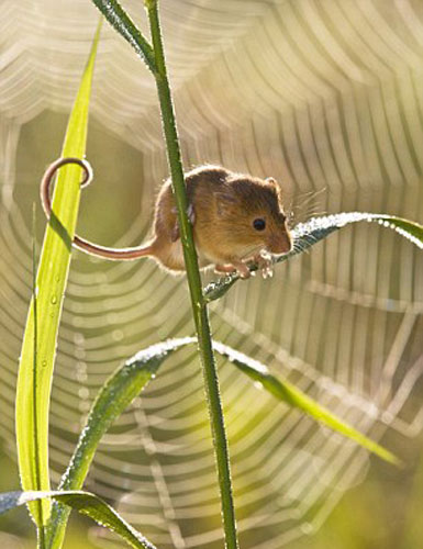 Picture 6 of The secret life of the hamsters