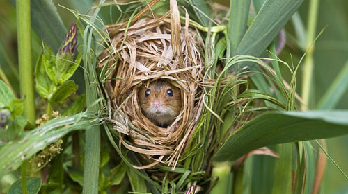 Picture 7 of The secret life of the hamsters