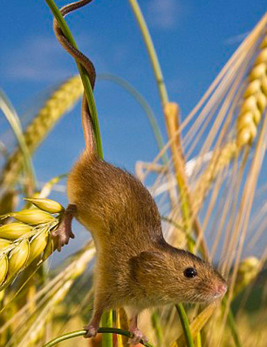 Picture 8 of The secret life of the hamsters