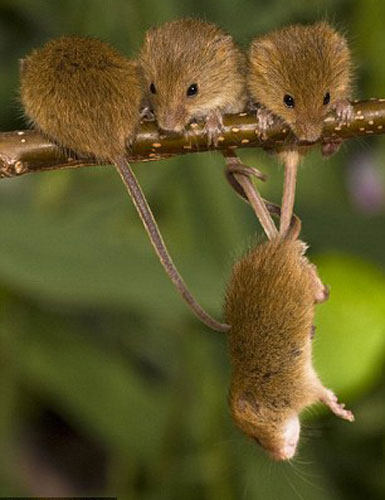 Picture 9 of The secret life of the hamsters