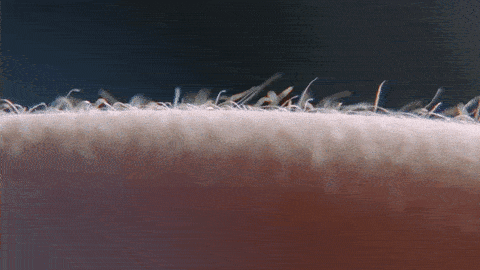 Picture 1 of The secret of a single part of the body never