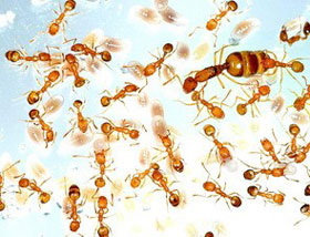 Picture 1 of The secret of ant's healing ability
