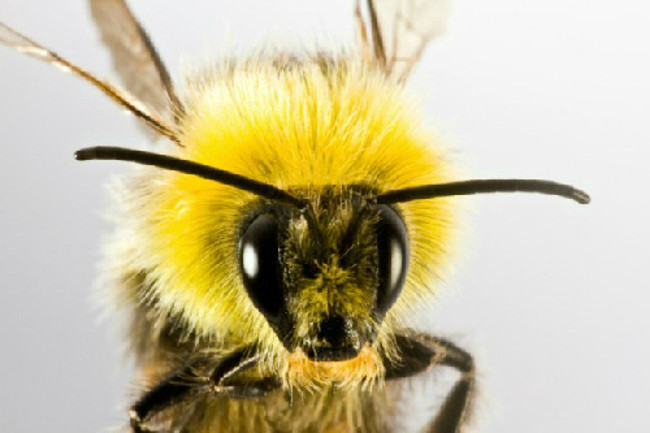 Picture 3 of The secret of bees