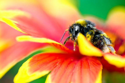 Picture 4 of The secret of bees