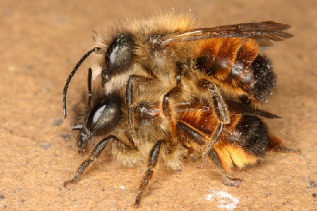 Picture 5 of The secret of bees