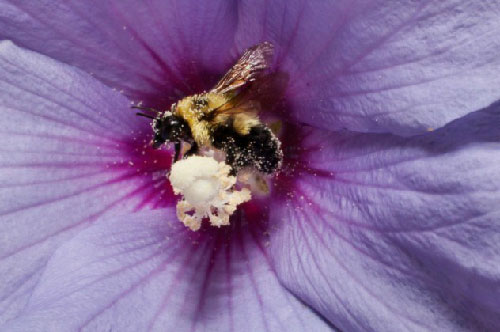 Picture 6 of The secret of bees