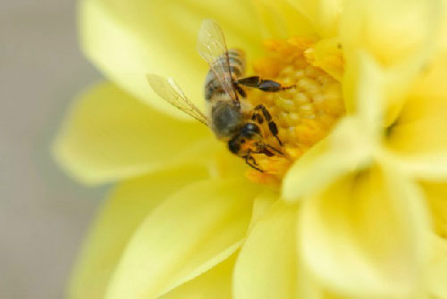 Picture 7 of The secret of bees