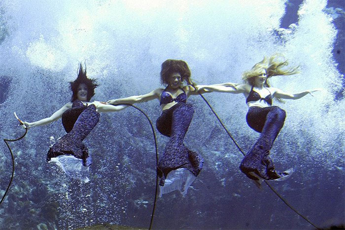 Picture 2 of The secret of breathless mermaids in America