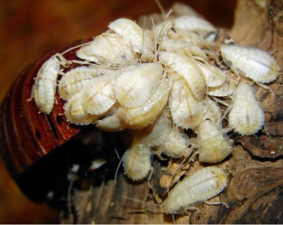 The secret of cockroaches images 2