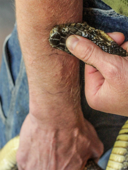 Picture 2 of The secret of 'immune' people with poisonous snake venom