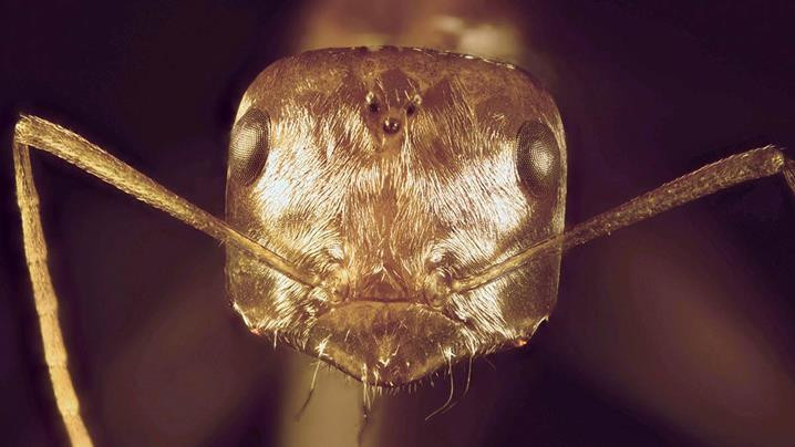 Picture 3 of The secret of living ants is free in the Sahara desert
