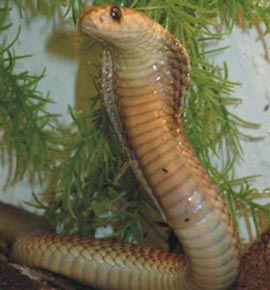 Picture 1 of The secret of snakes carries