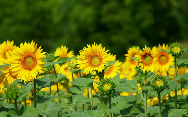 Picture 1 of The secret of sunflowers