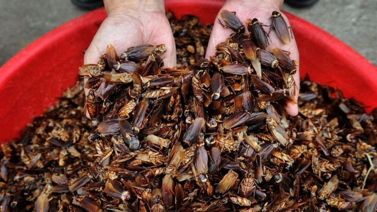 Picture 3 of The secret of the giant farm raised 6 billion cockroaches in China