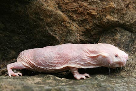 Picture 1 of The secret of the longest living species of the planet