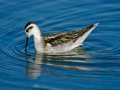 Picture 1 of The secret of the magic mine in waterbirds