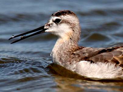 Picture 2 of The secret of the magic mine in waterbirds