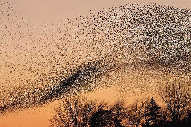 Picture 3 of The secret of UFO warfare caused thousands of people to fall ill in 1665