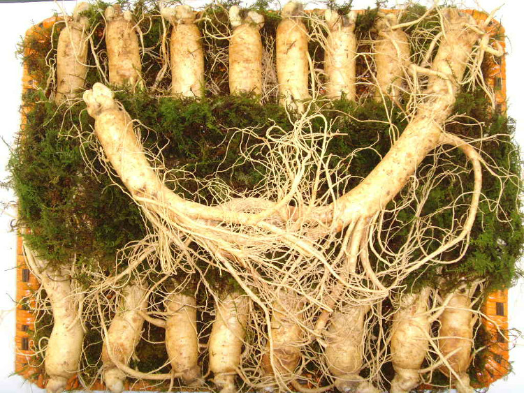 Picture 2 of The secret of world-class ginseng production, collecting billions of Korean dollars