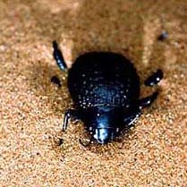 The secret to collecting magic water from desert beetles images 1