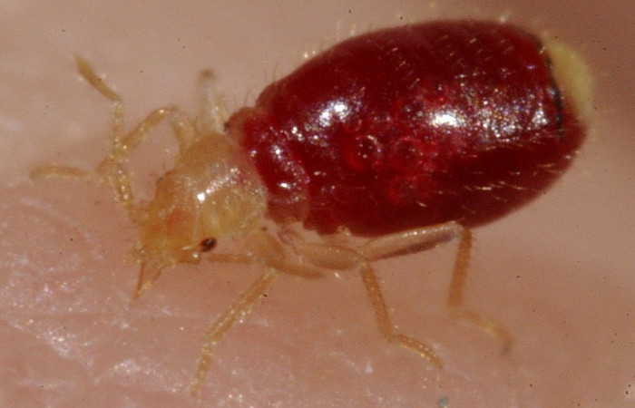 Picture 1 of The secret to destroy bed bugs without chemicals