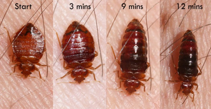 Picture 2 of The secret to destroy bed bugs without chemicals