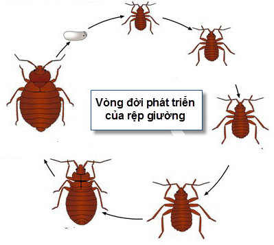 Picture 3 of The secret to destroy bed bugs without chemicals