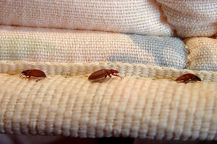 Picture 5 of The secret to destroy bed bugs without chemicals