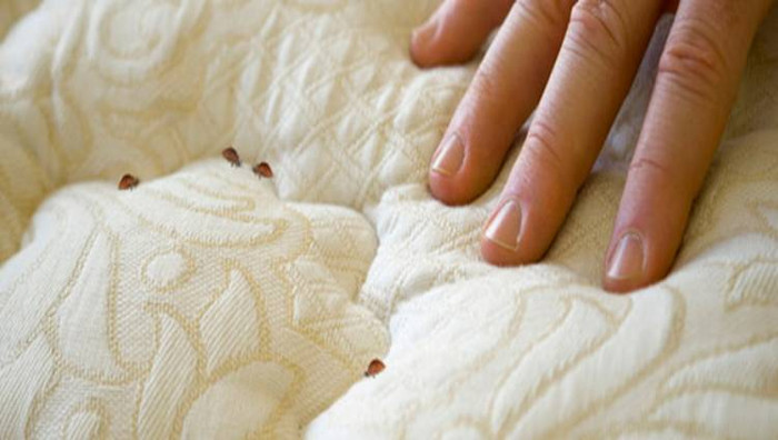 Picture 6 of The secret to destroy bed bugs without chemicals