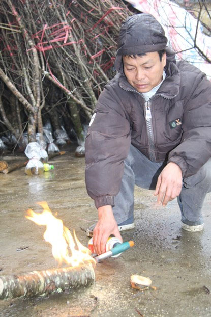 Picture 2 of The secret to keeping the peach blossoms long during Tet