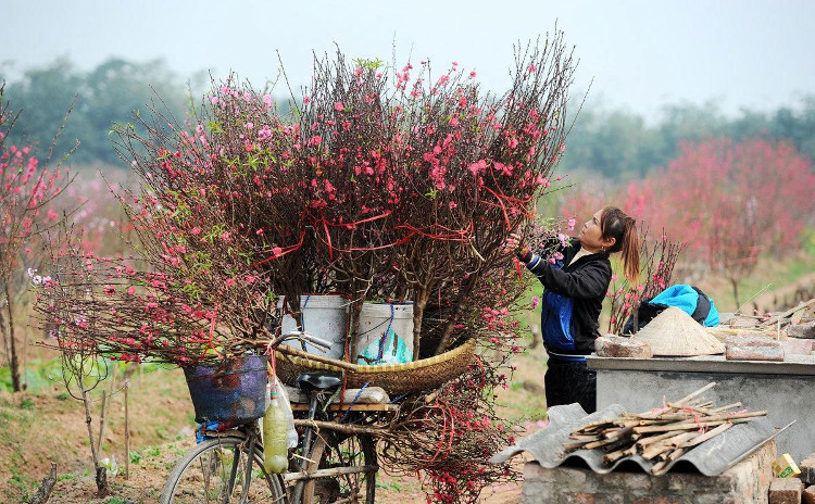 Picture 3 of The secret to keeping the peach blossoms long during Tet