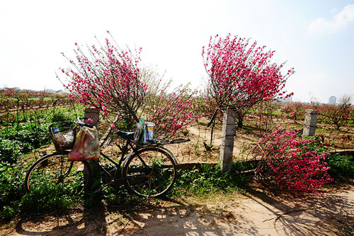 Picture 4 of The secret to keeping the peach blossoms long during Tet