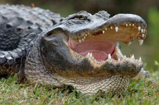 Picture 1 of The secret to replacing teeth dozens of times in crocodiles
