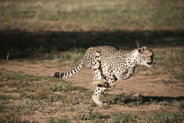 Picture 2 of The secret was unexpectedly behind the speed of jaguar: 100km / h