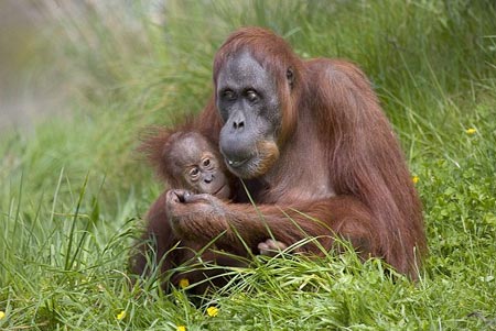 Picture 5 of The secrets hidden in the human genome