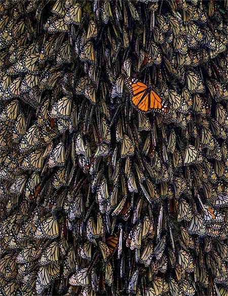 Picture 8 of The series makes you wonder at the breathtaking beauty of nature
