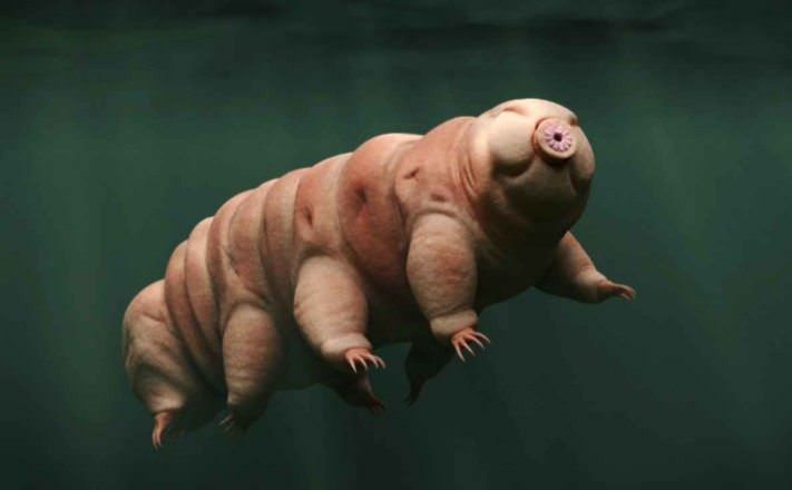 Picture 1 of The shape of the newly discovered water bear in Japan