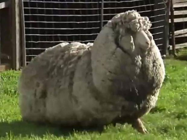 Picture 1 of The sheep has a half-meter thick coat