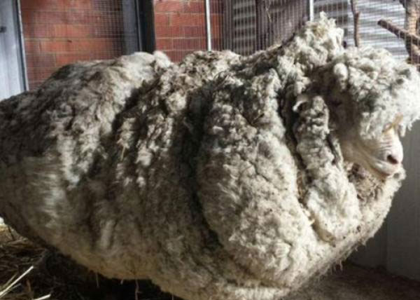 Picture 1 of The sheep has the heaviest fur in the world