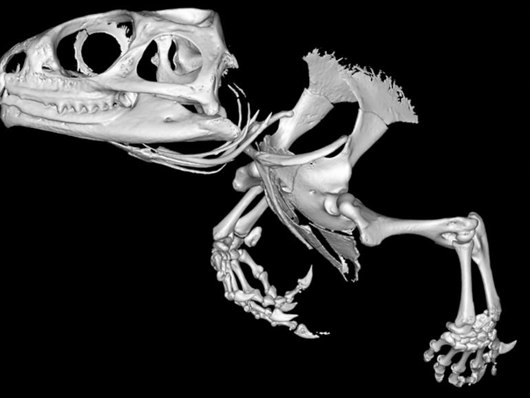 Picture 5 of The shocking images of medical science achievements in 2015