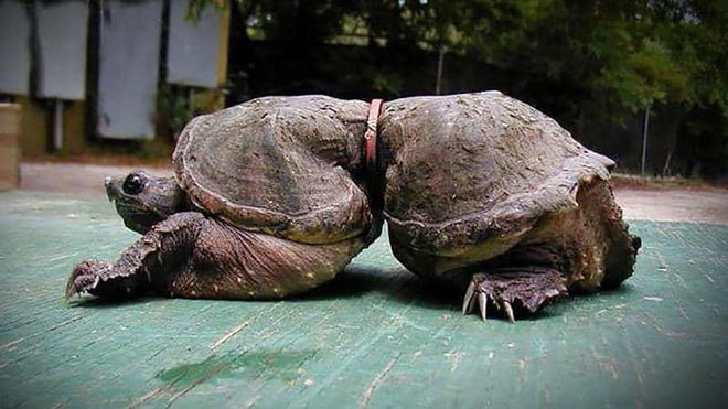 Picture 10 of The shocking images of the consequences of plastic waste, environmental pollution with the natural world