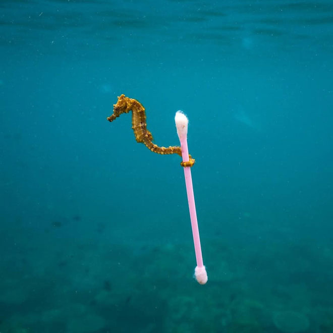 Picture 11 of The shocking images of the consequences of plastic waste, environmental pollution with the natural world